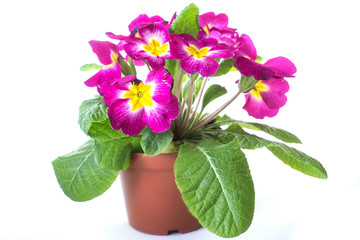 a flowers in a pot isolated on white background
