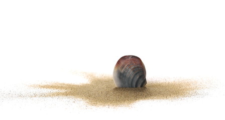 Sea shells in sand pile isolated on white background