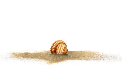 Sea shells in sand pile isolated on white background