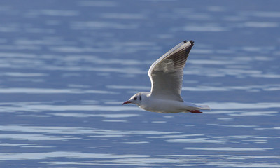 Fototapeta na wymiar Gabbiano in volo sopra il lago