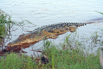 Krokodil schwimmt ans Ufer