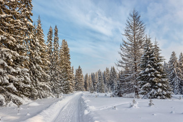 Winter forest in Sunny day
