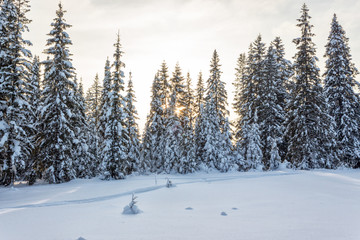 Winter forest in Sunny day