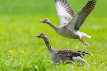 two gray geese (anser anser) taking off from green meadow