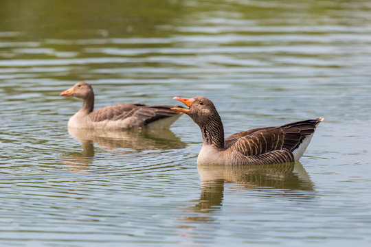 two gray geese (anser anser) swimming in water, cry, beak open