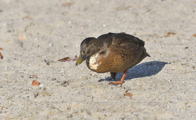Anatra germano reale ferma sulla spiaggia che osserva un insetto al suolo