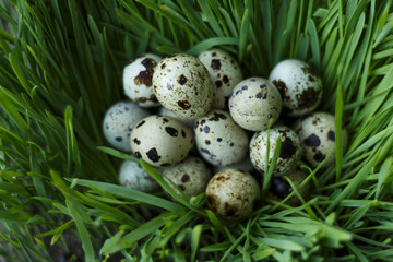 many quail eggs lay in sprouted wheat germs