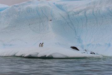 Two gentoo penguins on iceberg