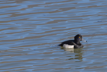 Anatra moretta maschio che nuota sul lago 