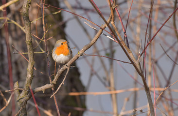 Pettirosso fermo sul ramo di un albero
