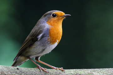 Red robin
