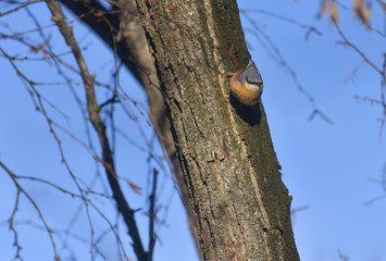 Piccolo picchio muratore arrampicato sul ramo nel bosco
