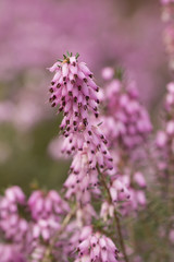  Heidekräuter (Erica)     