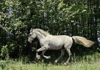 Fototapeta na wymiar Art portrait of beautiful white sportive horse at green summer woods background