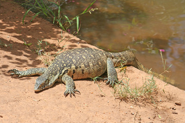 Waran kriecht aus einem Wassertümpel heraus