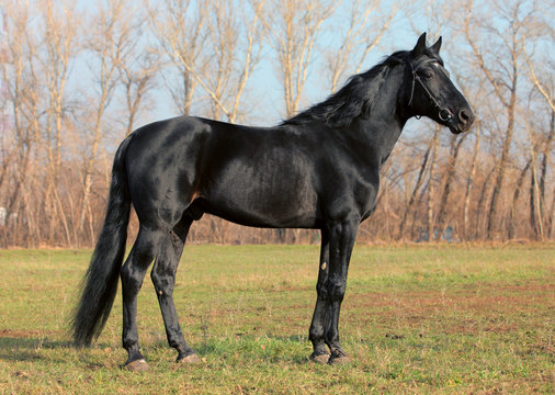Thoroughbred black horse stallion 