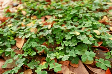 green leaves or nature background