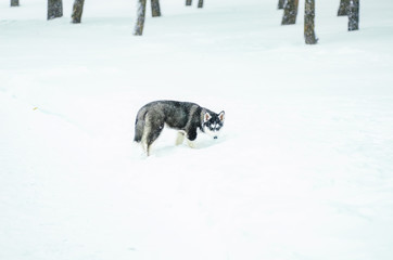 Alaskan Malamute in the snow