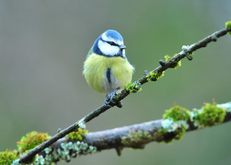 Blaumeise auf Ast