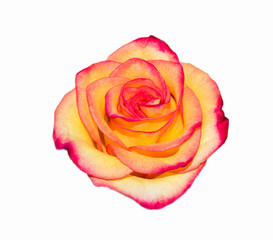yellow pink rose on a white background