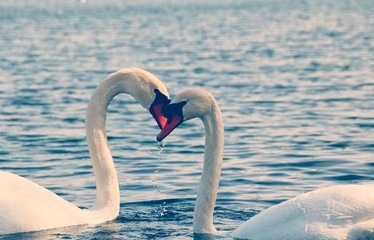 Couple of elegant swans