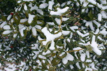 Holly bush with red berries covered by snow in winter season. Ilex aquifolium
