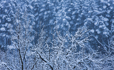 snowing in the winter forest. trees in foreground