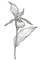 Lady's-slipper orchid flower illustration, drawing, engraving, ink, line art, vector
