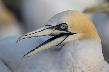 Basstölpel Hegoland