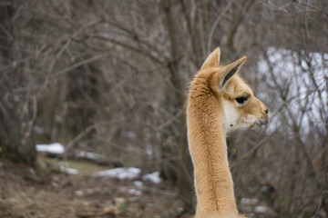 The long, thin neck of a Vicuna and its head tilted to the right. Copy space to the left