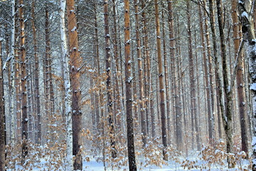 Obraz premium Snowstorm in coniferous forest