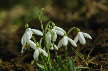 closeup of snowdrops flowers and bee in garden