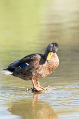 Female mallard duck on a lake in France