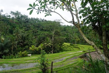Rice field Bali with clouds and palm trees