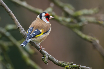 Stieglitz / Goldfinch