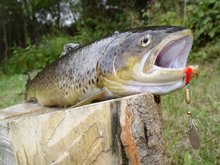 Obraz premium Brown trout, favorite fishing prey on the river bank, bait