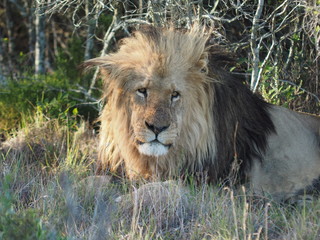 Löwe in Südafrika