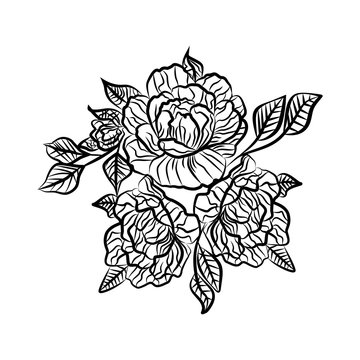 Black and white drawing of a rose tattoo. Silhouette of branch with flowers of roses and leaves. Rose is a symbol of passion.