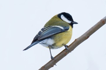 Obraz premium Great Tit Parus major sitting on a branch 