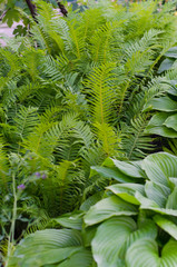Green bush of Hosta and fern in summer.