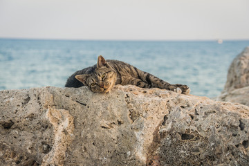 Cat & sea