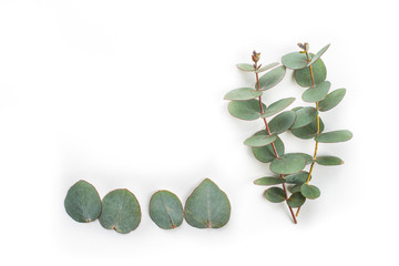 green leaves eucalyptus on white background. flat lay, top view © dmshpak