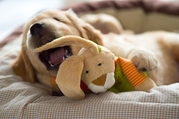 Golden Retriever puppy playing with his plush bunny in his cozy basket. Looking up.