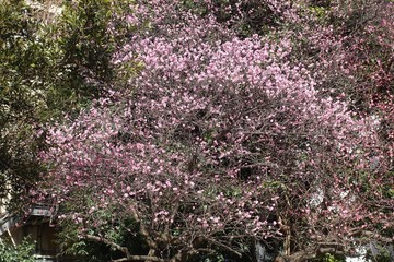 Obraz premium 梅の花