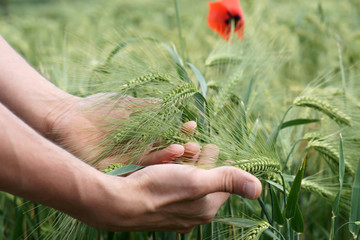 Landwirtschaft - Bauer prüft die Qualität des Getreides