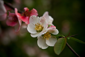 blooming Apple tree. branch with flowers close