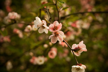 Spring flowering apple-tree with a pink inflorescence on a sunny day