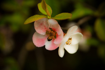 blooming Apple tree. branch with flowers close
