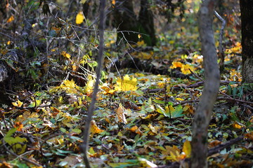 autumn leaves covering the soil in the forest