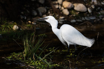 white little egret (egretta garzetta) hunting at dark riverside in sunshine